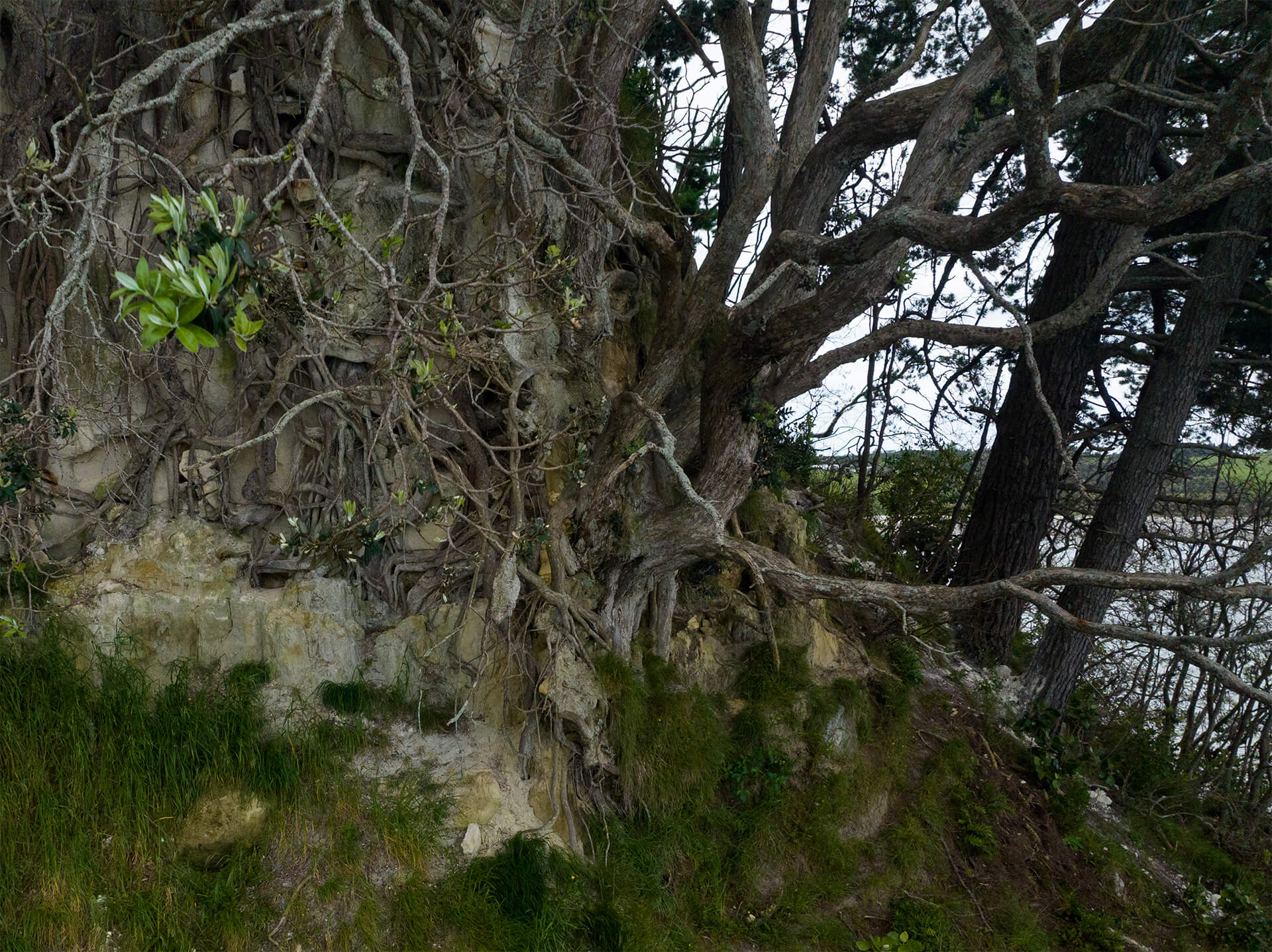 Roots